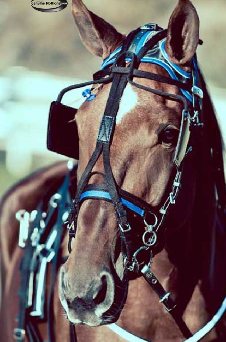 PARAOCCHI FINN TACK QUADRI PER CAVALLO CON CINGHIE, SINTETICI - immagine 3